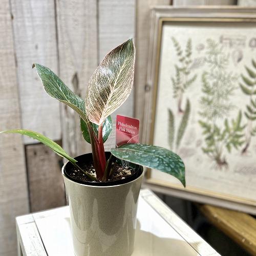 【訳あり葉傷みあり】観葉植物　フィロデンドロン ピンクバーキン(品種登録出願中) 4号グレー鉢(個体...