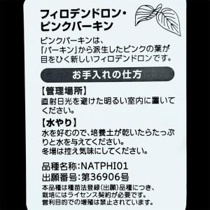フィロデンドロン ピンクバーキン(PVP出願品...の詳細画像4