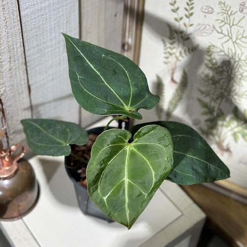 【訳あり特価】アンスリウム フォルゲッティー×レガレ 4号黒スリット鉢(個体おまかせ1鉢)　インテリ...