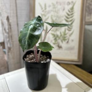 アロカシア ピンクドラゴン 3号ロングポット(個...の商品画像