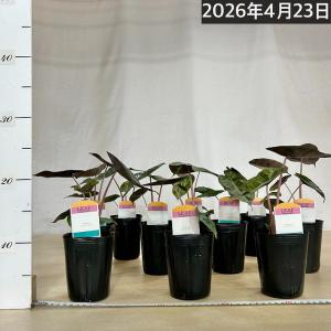 アロカシア ピンクドラゴン 3号ロングポット(...の詳細画像4