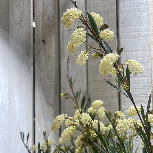 オージープランツ　グラヴィエラ シナフィエ(グラビエラ シナフィー)(個体おまかせ1鉢)　庭木 花木...