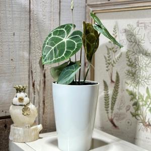 人気 アンスリウムクラリネルビウム 4号ロング...の詳細画像1