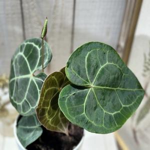 人気 アンスリウムクラリネルビウム 4号ロング...の詳細画像2