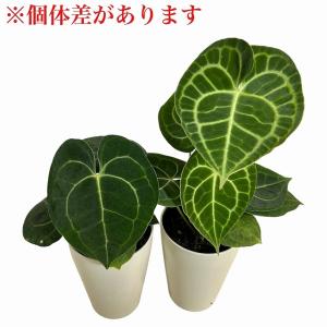 人気 アンスリウムクラリネルビウム 4号ロング...の詳細画像5