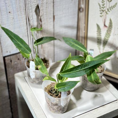 【葉傷みあり】アンスリウム ワロクアナム(ワロクアーナム) 2.5号ポット(個体おまかせ1鉢)　観葉...