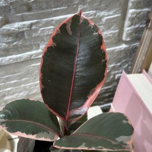 観葉植物 フィカス ルビー 2.5号(個体おまか...の商品画像