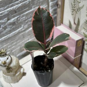 観葉植物 フィカス ルビー 2.5号(個体おま...の詳細画像1