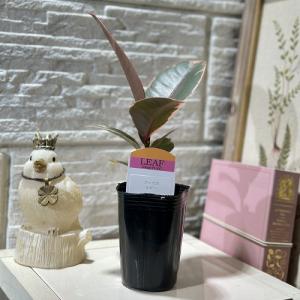 観葉植物 フィカス ルビー 2.5号(個体おま...の詳細画像2