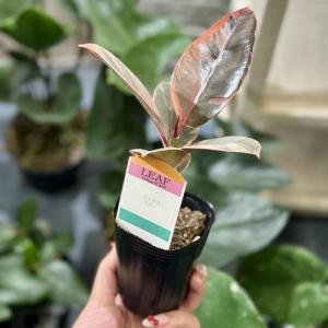 観葉植物 フィカス ルビー 2.5号(個体おま...の詳細画像3