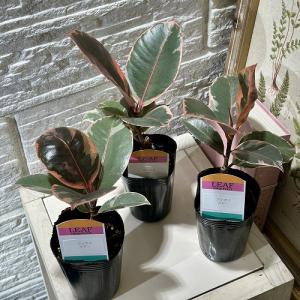 観葉植物 フィカス ルビー 2.5号(個体おま...の詳細画像4