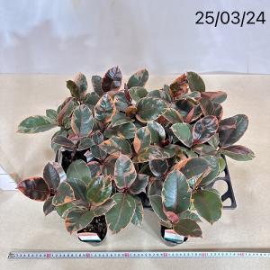 観葉植物 フィカス ルビー 2.5号(個体おま...の詳細画像5