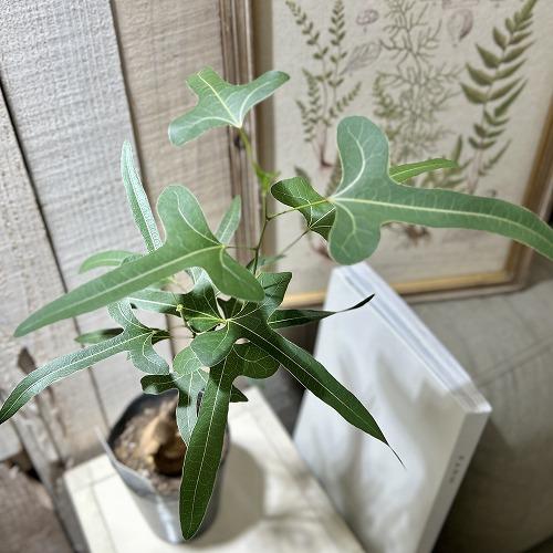 ボトルツリー(ブラキキトン ポプルネウス) 大葉浅い切込タイプ 4号ロングポット(個体おまかせ1鉢)...