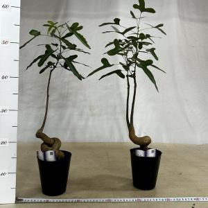 ボトルツリー(ブラキキトン ポプルネウス) 大...の詳細画像4
