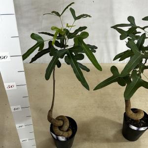 ボトルツリー(ブラキキトン ポプルネウス) 大...の詳細画像5