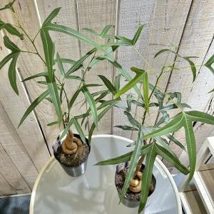 ボトルツリー(ブラキキトン ポプルネウス) 大...の詳細画像2