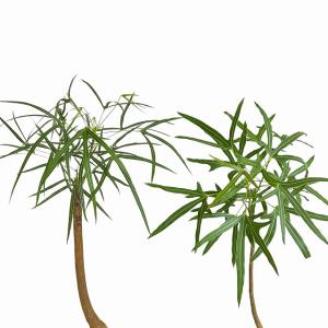 ボトルツリー(ブラキキトン ポプルネウス) 大...の詳細画像4