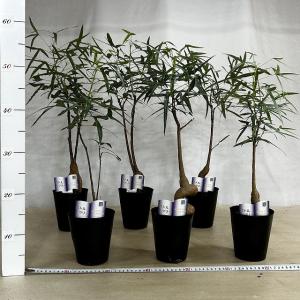 ボトルツリー(ブラキキトン ポプルネウス) 大...の詳細画像5