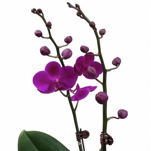 訳あり　胡蝶蘭　ファレノプシス(ミディー) 1F Mantenko 4号陶器鉢(個体おまかせ1鉢)　...