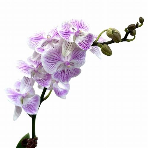 訳あり　胡蝶蘭　ファレノプシス(ミディー) 1F Hanatome 4号陶器鉢(個体おまかせ1鉢)　...