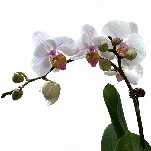 訳あり　胡蝶蘭　ファレノプシス(ミディー) 1F Enchantment 4号陶器鉢(個体おまかせ1...