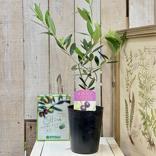 庭木 苗　おまけの肥料付き! オリーブ フランティオ 3.5号ポット(個体おまかせ1鉢)　インテリア...