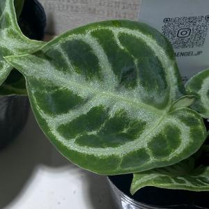 【訳あり】アンスリウム クリスタリヌム ドラヤ...の詳細画像1