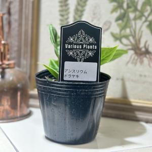 【訳あり】アンスリウム クリスタリヌム ドラヤ...の詳細画像2