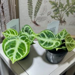 【訳あり】アンスリウム クリスタリヌム ドラヤ...の詳細画像3