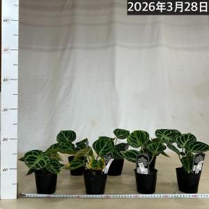 【訳あり】アンスリウム クリスタリヌム ドラヤ...の詳細画像5