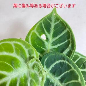 【訳あり】アンスリウム クリスタリヌム ドラヤ...の詳細画像4