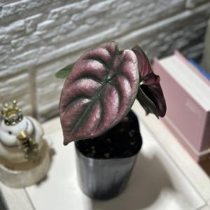 観葉植物 アロカシア クプレア ブラック 3号ロ...の商品画像