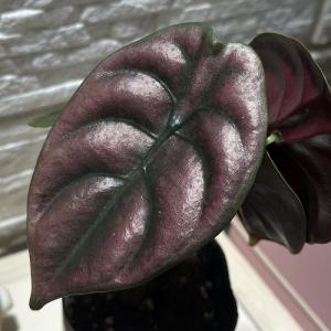 観葉植物 アロカシア クプレア ブラック 3号...の詳細画像1