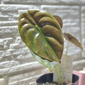 観葉植物 アロカシア クプレア ブラック 3号...の詳細画像2