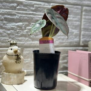 観葉植物 アロカシア クプレア ブラック 3号...の詳細画像3