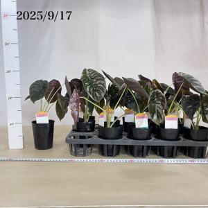 観葉植物 アロカシア クプレア ブラック 3号...の詳細画像4