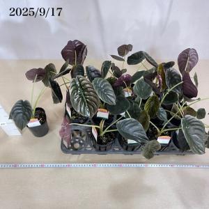 観葉植物 アロカシア クプレア ブラック 3号...の詳細画像5