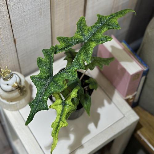 観葉植物　アロカシア ジャックリン 3.5号ポット(個体おまかせ1鉢)　インテリアグリーン 室内園芸...