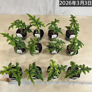 人気 アロカシア ジャクリン 3.5号ポット(...の詳細画像5