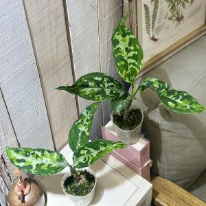 アグラオネマ ピクタム トリコロール ワイド ...の詳細画像5