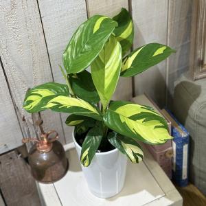 【葉傷みあり】クテナンセ ルベルシアーナ 4号ロ...の商品画像