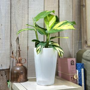 【葉傷みあり】クテナンセ ルベルシアーナ 4号...の詳細画像3