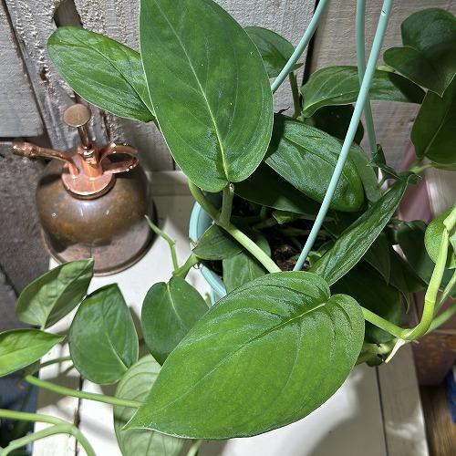 モンステラ 2224　3.5号吊り鉢(個体おまかせ1鉢)　観葉植物 インテリアグリーン 室内園芸 お...