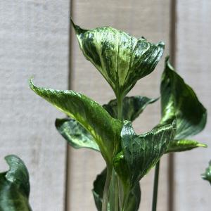 縮れ葉シンゴニウム シュリンクハート 3号ポット(個体おまかせ1鉢)　観葉植物 インテリアグリーン 室内園芸 おしゃれ 可愛い かわいい