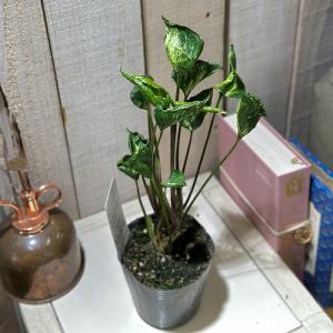 縮れ葉シンゴニウム シュリンクハート 3号ポッ...の詳細画像2