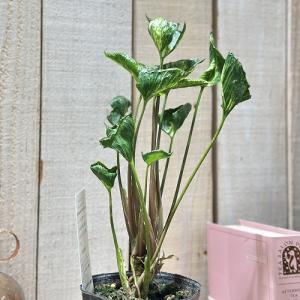 縮れ葉シンゴニウム シュリンクハート 3号ポッ...の詳細画像4