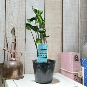 縮れ葉シンゴニウム シュリンクハート 3号ポッ...の詳細画像1
