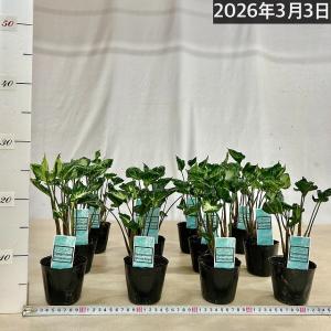 縮れ葉シンゴニウム シュリンクハート 3号ポッ...の詳細画像5