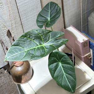 観葉植物 アロカシア スカルプラム sp. 3号...の商品画像