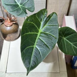 観葉植物 アロカシア スカルプラム sp. 3...の詳細画像1